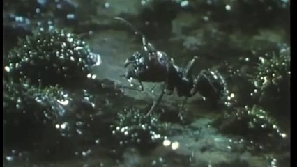 Bande-annonce : Microcosmos