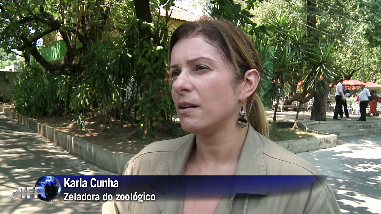 Bichos se refrescam com sorvete no zoo