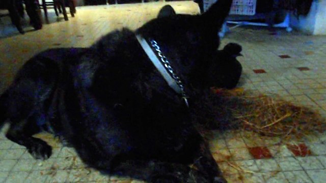 2014 : Vaïcka et les poussins de Tite poule de Soie dans la maison - 2