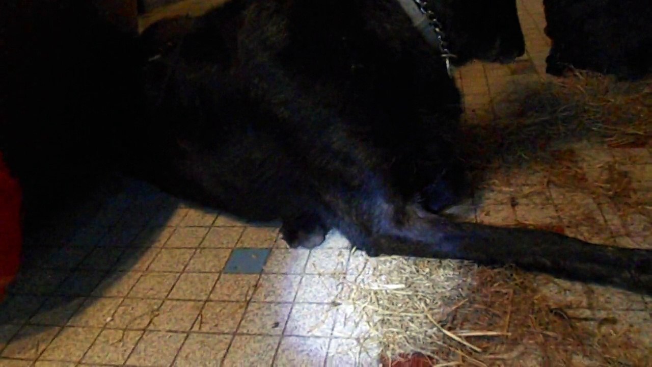 2013 : Vaïcka et les poussins de Tite poule de Soie dans la maison - 1