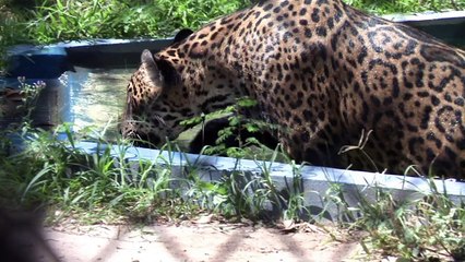 Helados para el calor en un Zoo de Brasil