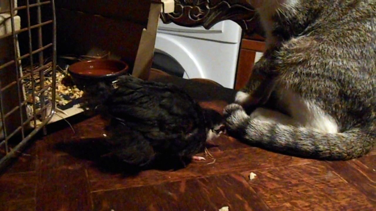 2013 : Pioupiou, poussin trouvé et Arthemis, chatonne de 5 mois