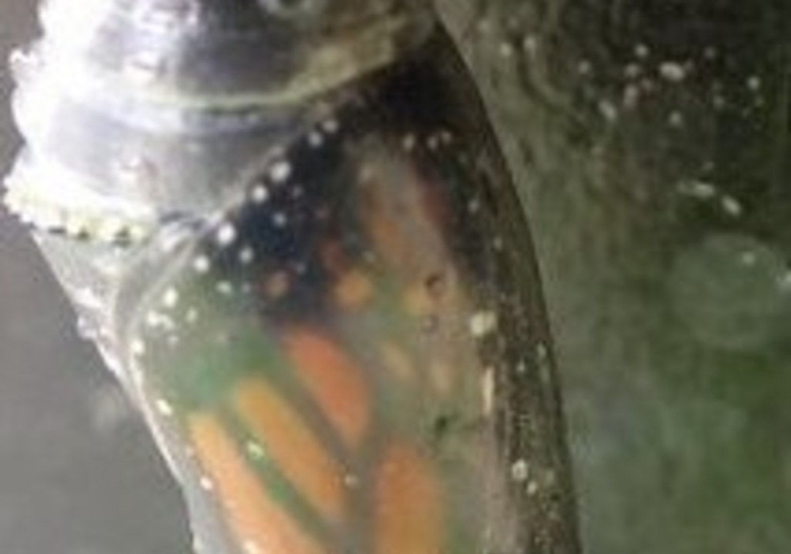 ⁣Endangered Monarch Butterfly Emerges From Chrysalis