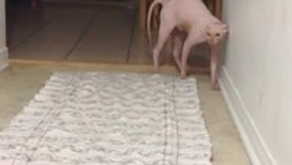 Cat is terrified of Halloween costume