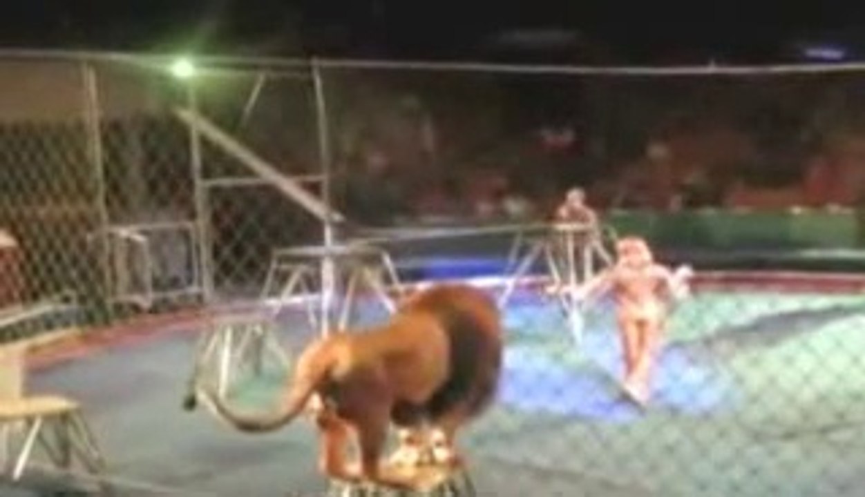 OMG !!! Live Attack of Lion during CIRCUS Show