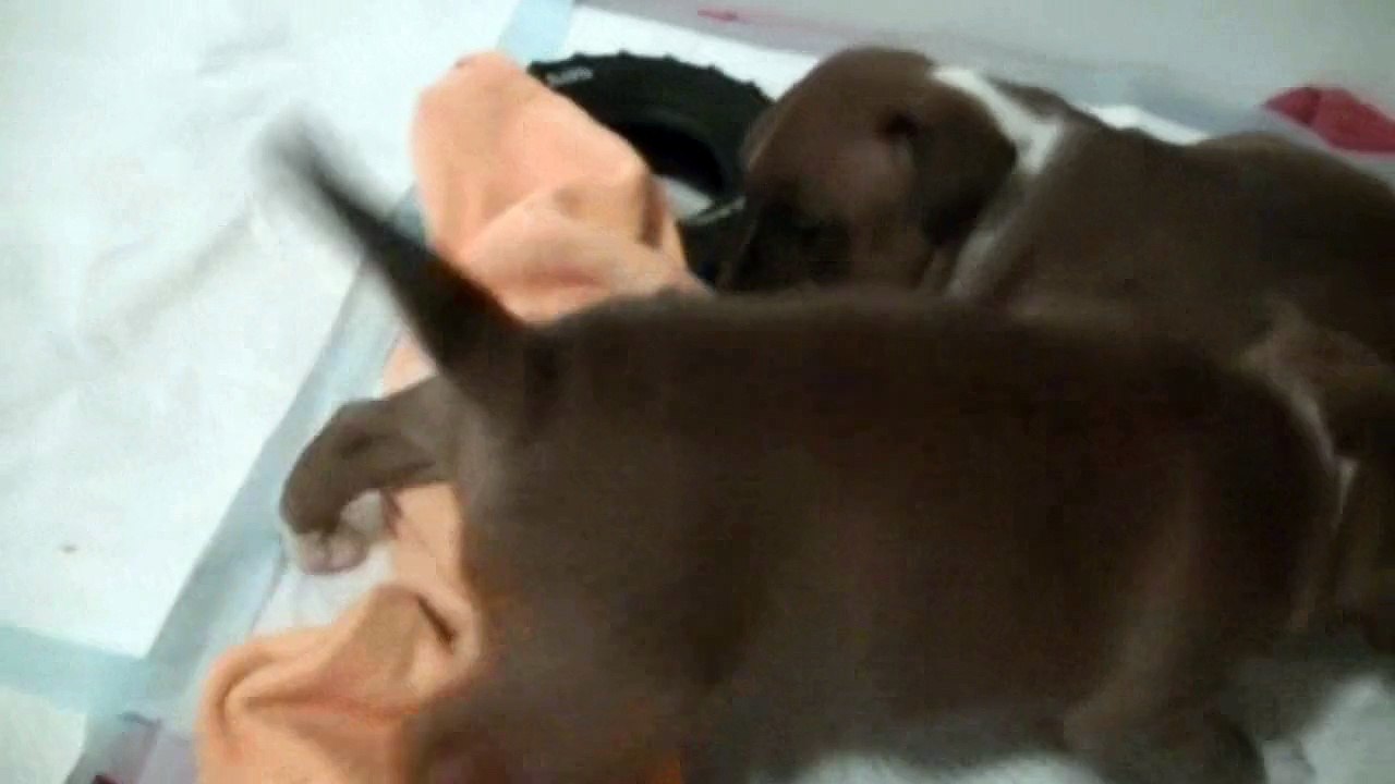 54ème vidéo de chiot staffie de la 18ème portée de Staffordland