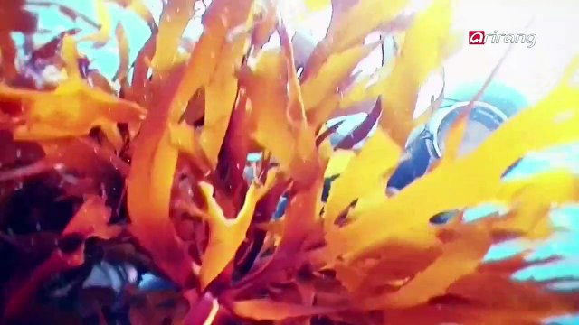 Jeju Big Gut (Shamanism )