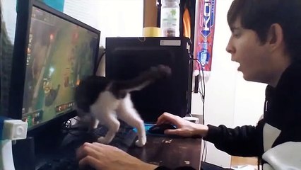 Playing League Of Legends Is So Tricky With Your Cat Around