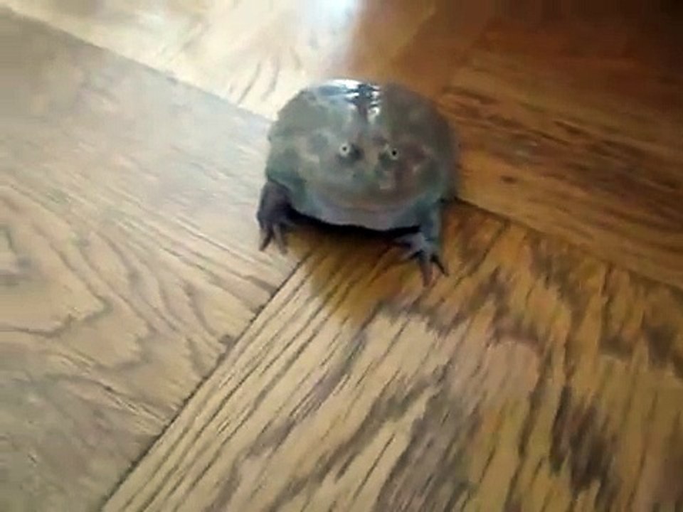 Hurlement de grenouille