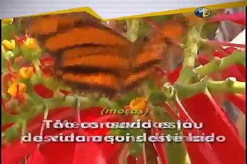 Além do Rio -  Força Jovem Adventista