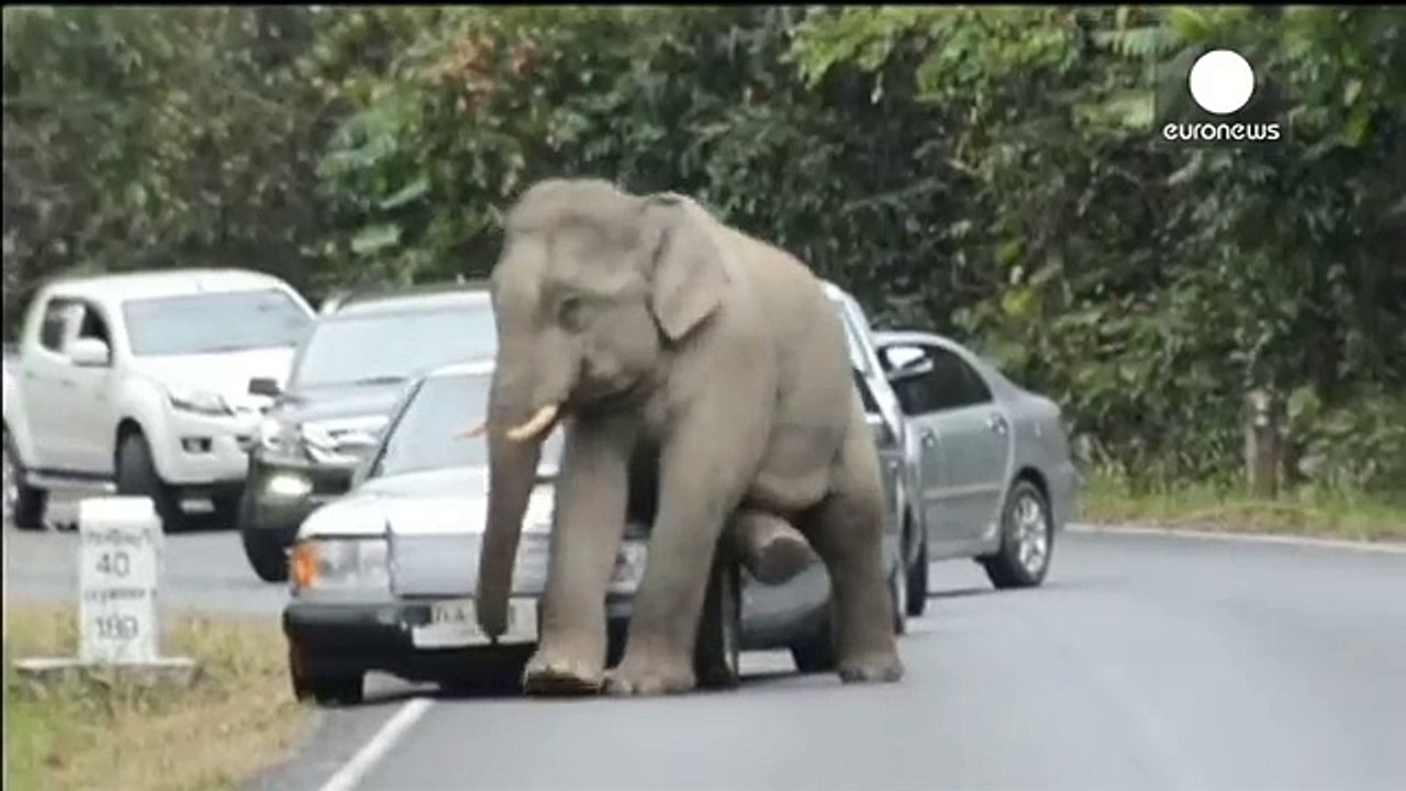 Hope_you_re_insured_Wild_elephant_destroys_car_Thailand