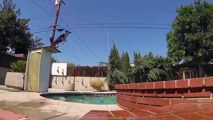 Amazing Dog   Is Too Much Trained