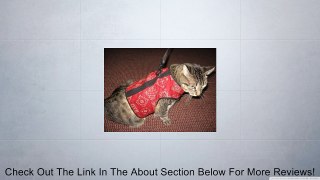 Kitty Holster Cat Harness Review