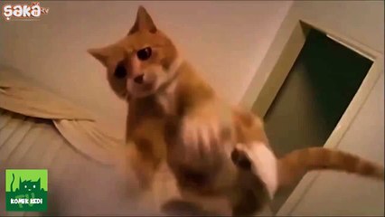 Kağıt Ajanlara İş Koyan Kedi