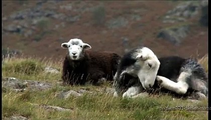 Smart - voiture - avril 2009 - "Open your mind", "Les animaux", mouton