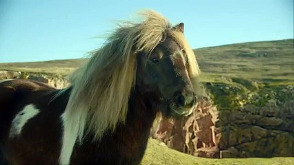 Three - opérateur téléphonique, "The Pony" - mars 2013