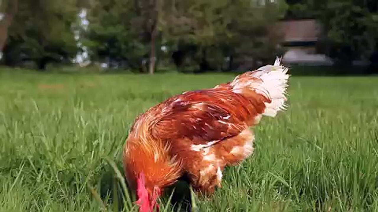 Volailles Fermières Label Rouge (Synalaf) - volailles, "La saveur en plein air" - mai 2011