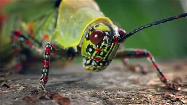 TBWA Paris pour SNCF - compagnie ferroviaire, Micro prix - septembre 2013 - sauterelle