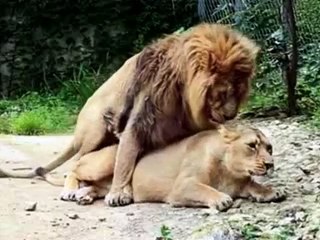 Stratégies - La Ré-création n°58 - juillet 2010