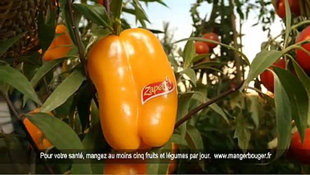Zapetti - pâtes et sauces à la tomate - mars 2011 - Âne