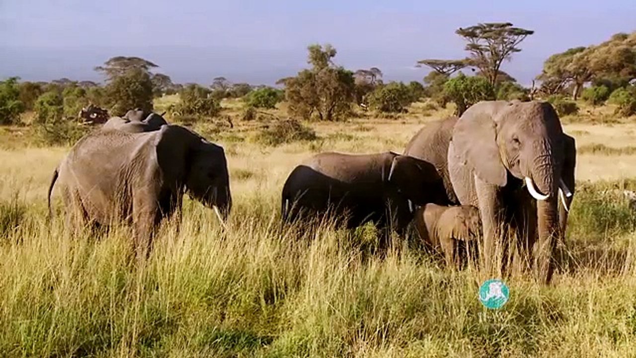 Repeat pour IFAW (Fonds international pour la protection des animaux) - protection des animaux, "Eléphant" - octobre 2013