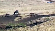 Une lionne s’en prend à de buffles où se trouve un petit et ce qui arrive vous laissera en haleine!