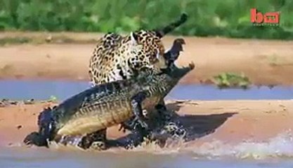 Jaguar Attacks Caiman Crocodile