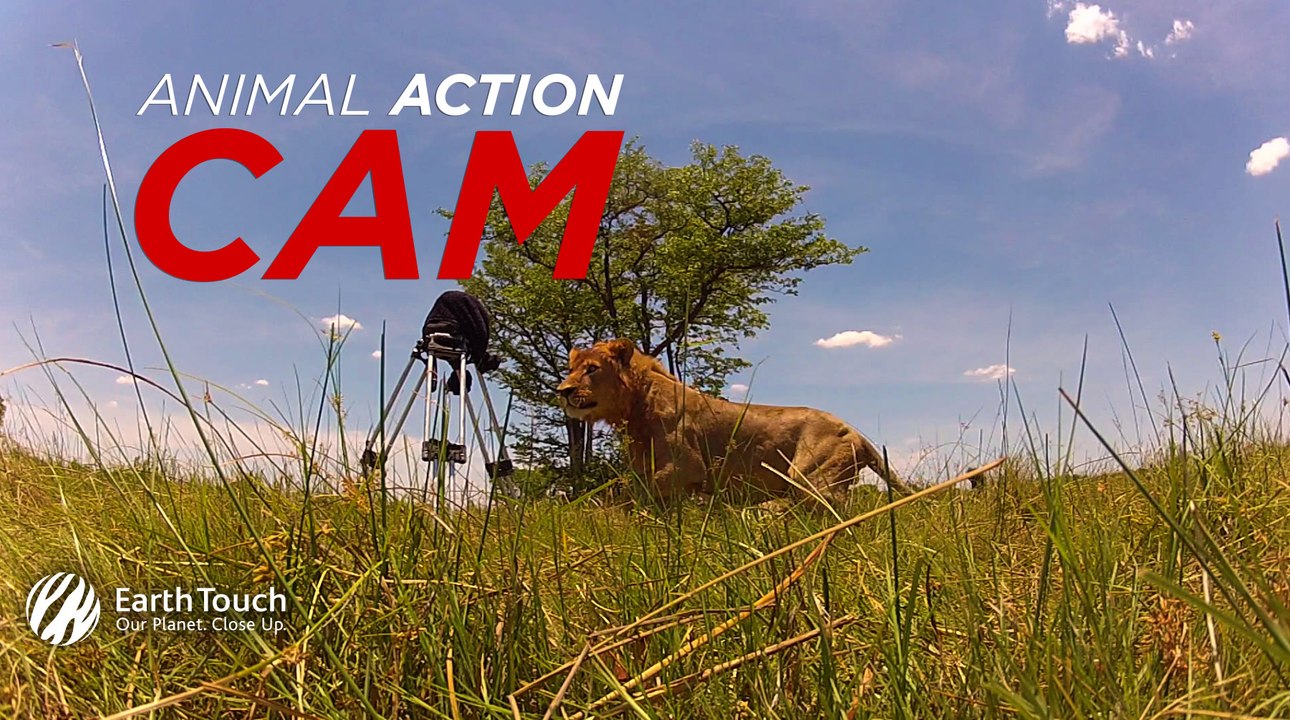 Pride of lions attack camera