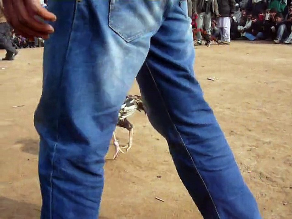 My black rooster continue round 2