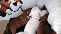 60ème vidéo de chiot staffie de la 18ème portée de Staffordland