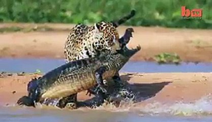 Jaguar Attacks Caiman Crocodile