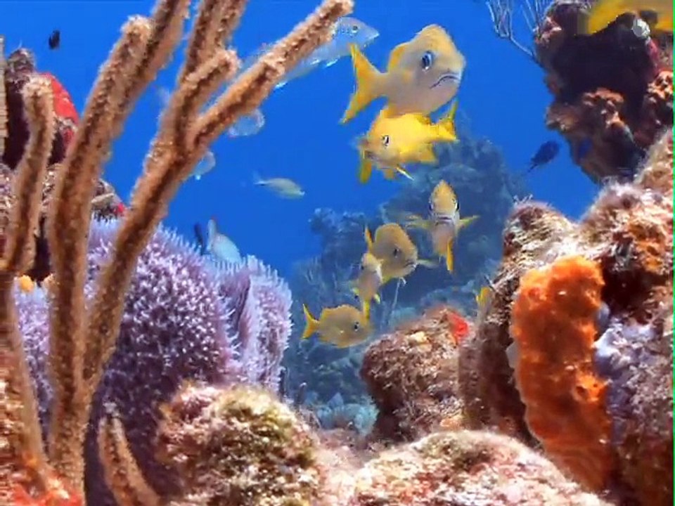 Transavia - compagnie aérienne low cost - septembre 2010 - "Partez. Vraiment.", plongée