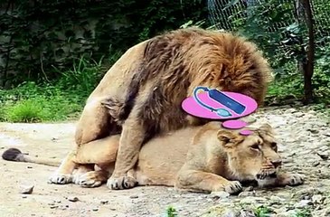 SexyAvenue.com - distribution en ligne de produits de charme - juillet 2010 - "Les lions"