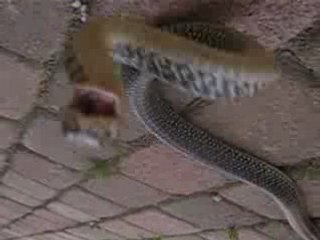 une couleuvre verte & jaune énerver