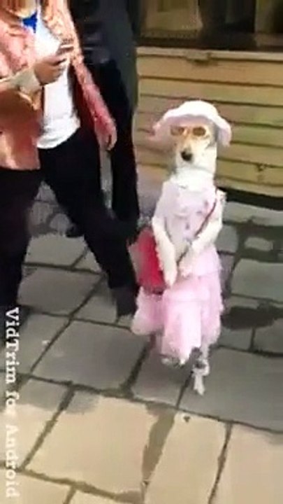 funny dog like lady gaga