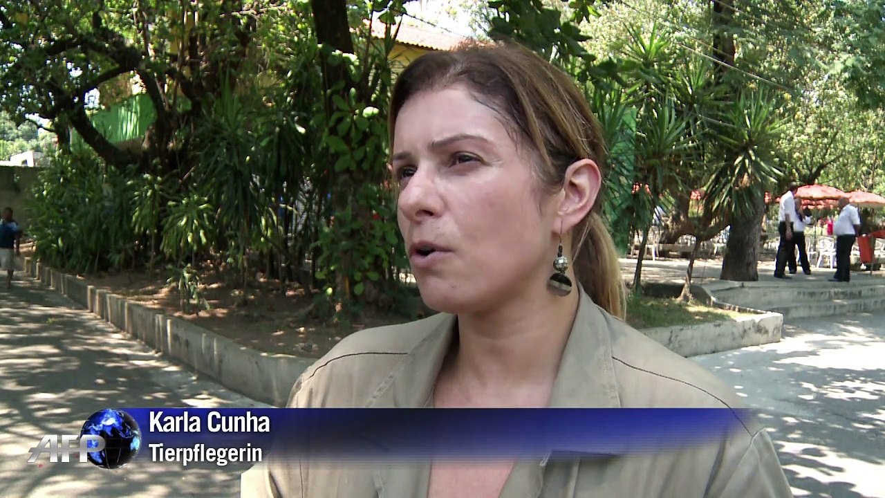 Affenhitze in Rio: Eis für Zoo-Tiere