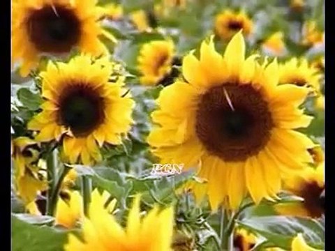 Raab Kudawand Badsha - Zaboor 24, Psalm 24