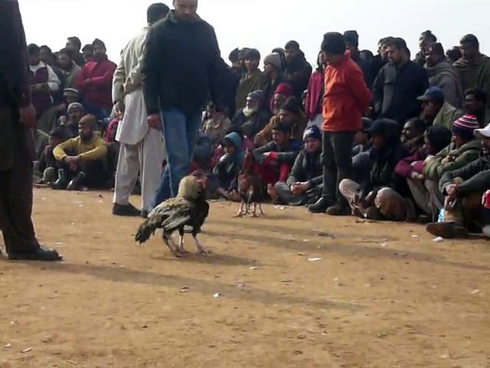 My black rooster continue- round 2