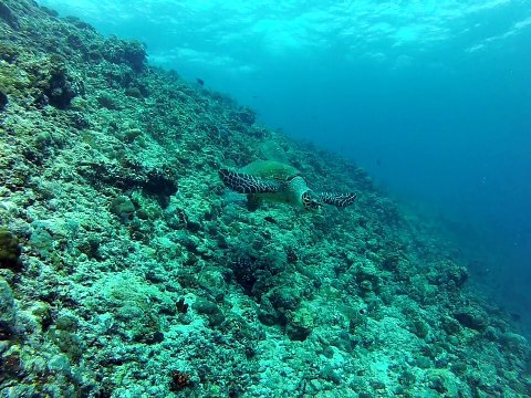 2 tortues aux Maldives. fihalhohi 2013