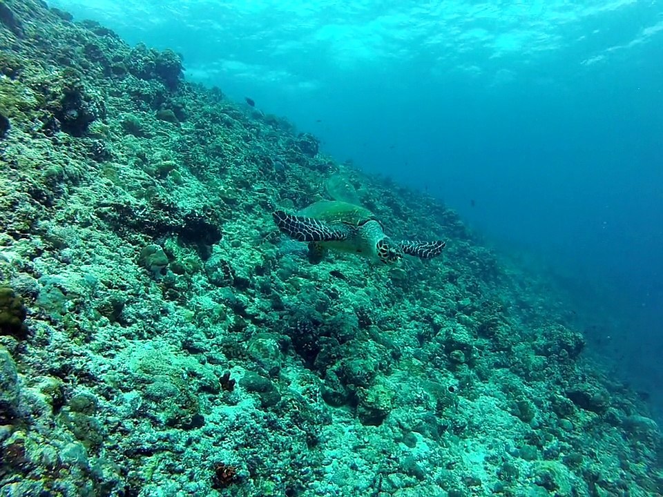 2 tortues aux Maldives."fihalhohi 2013"