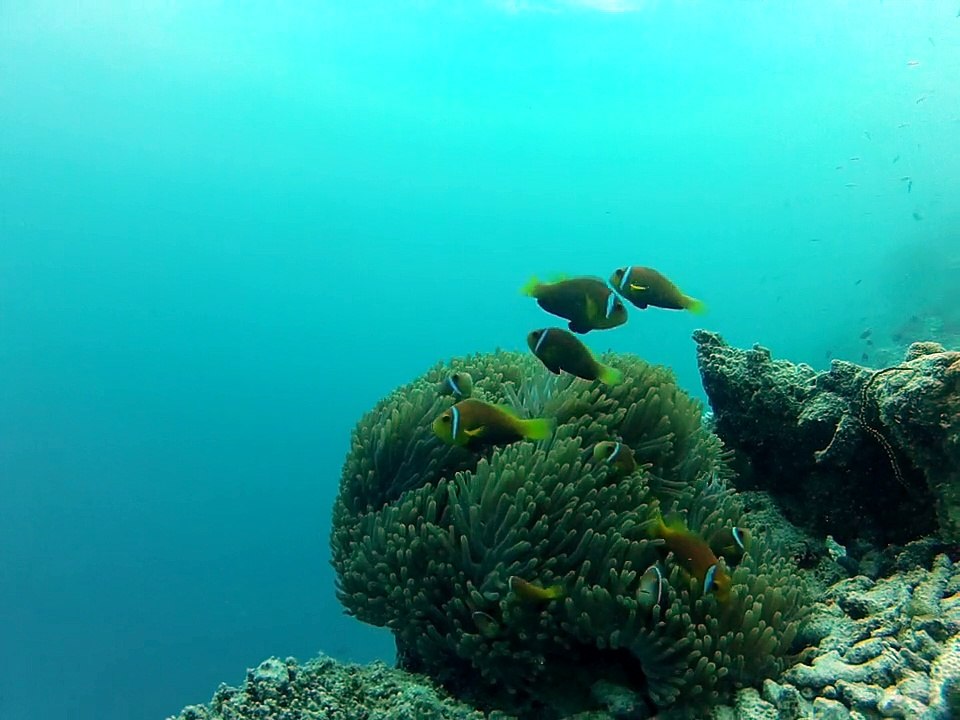 Poisson clown."fihalhohi 2013"