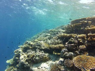 coraux aux Maldives."fihalhohi 2013"