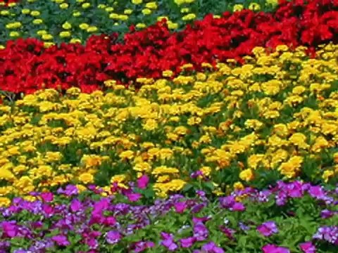 Tere Jitne Hain Rang Masihi Geet