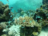 Petits poisson dans les coraux aux Maldives.