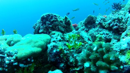 Poisson feuille."fihalhohi 2013"