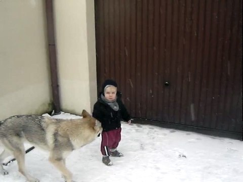 Aaron 1ère neige avec les chiens. Elevage de la Terre d'Argent.