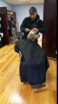 Berber Koltuğunda Tıraş Olan Köpek