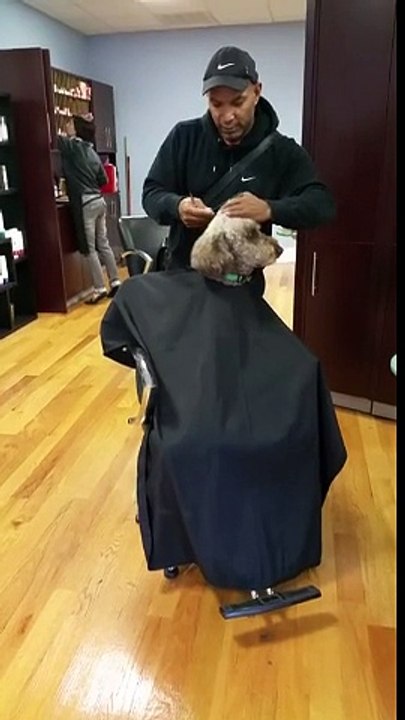 Berber Koltuğunda Tıraş Olan Köpek