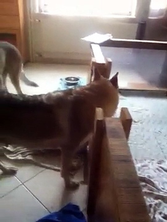 Découverte des chiots pour la grand mère de la meute. Elevage de la Terre d'Argent.