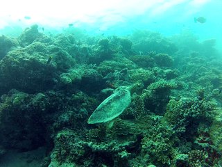 Une tortue avec essai filtre rouge. "fihalhohi 2013"